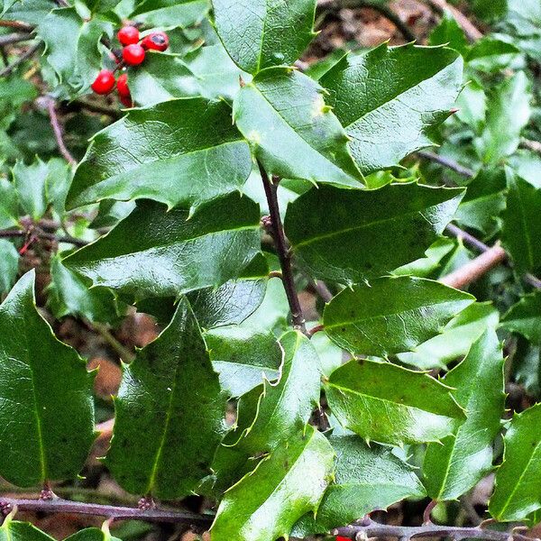 Ilex opaca Leaf