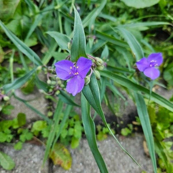 Tradescantia ohiensis Květ