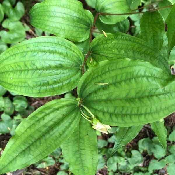 Prosartes hookeri Leaf