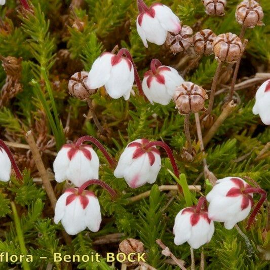 Cassiope hypnoides Кветка