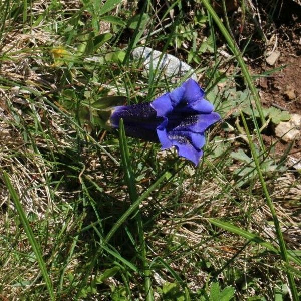 Gentiana clusii Flower