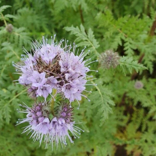 Phacelia tanacetifolia Flor