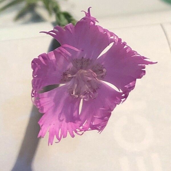 Dianthus hyssopifolius Blodyn