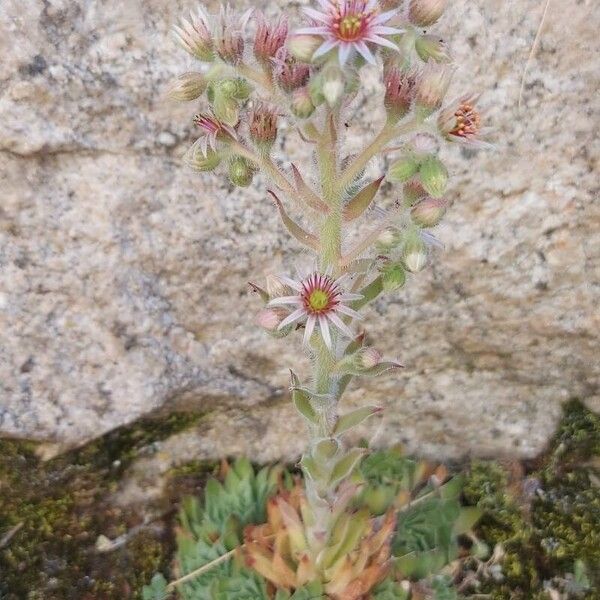 Sempervivum montanum Floro