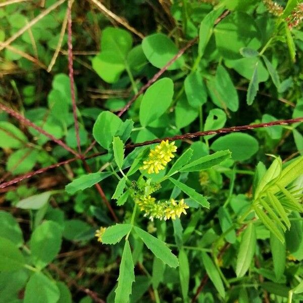 Melilotus indicus Квітка