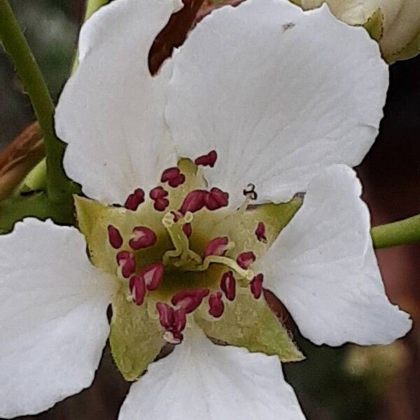 Pyrus pyrifolia Flower