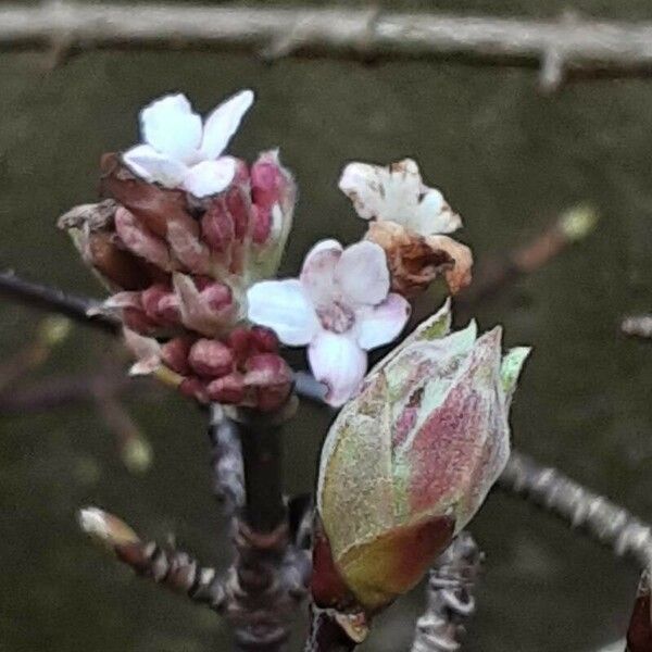 Viburnum × bodnantense Kwiat