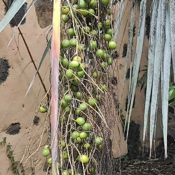 Brahea armata Fruit