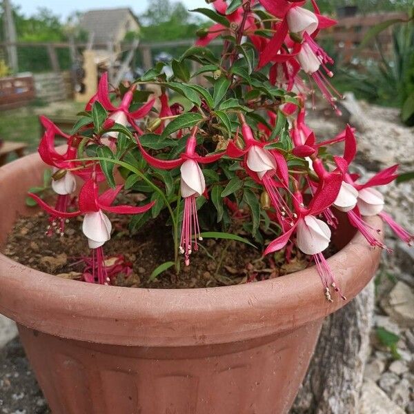 Fuchsia × standishii Cvet