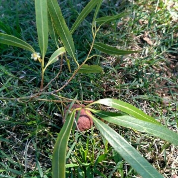 Nectandra angustifolia Feuille