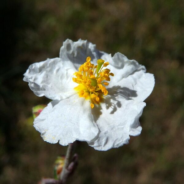 Helianthemum apenninum Blomst