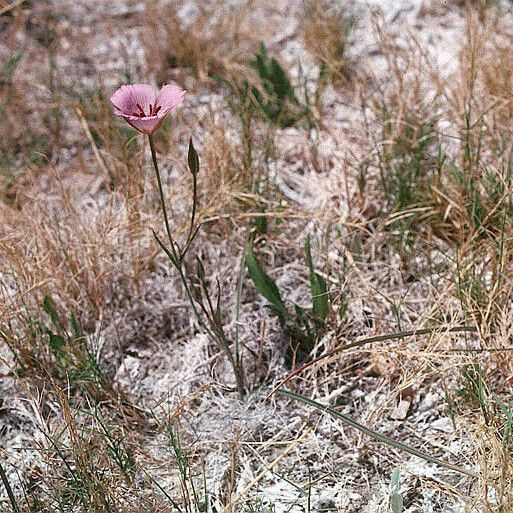 Calochortus striatus Flower