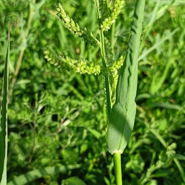 Echinochloa crus-galli 葉