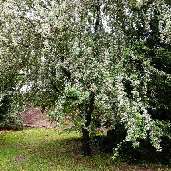 Crataegus azarolus Habitat