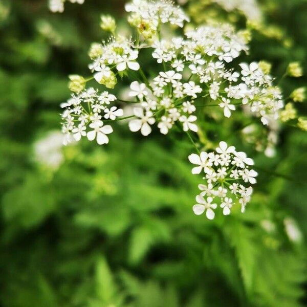 Anthriscus sylvestris Kwiat