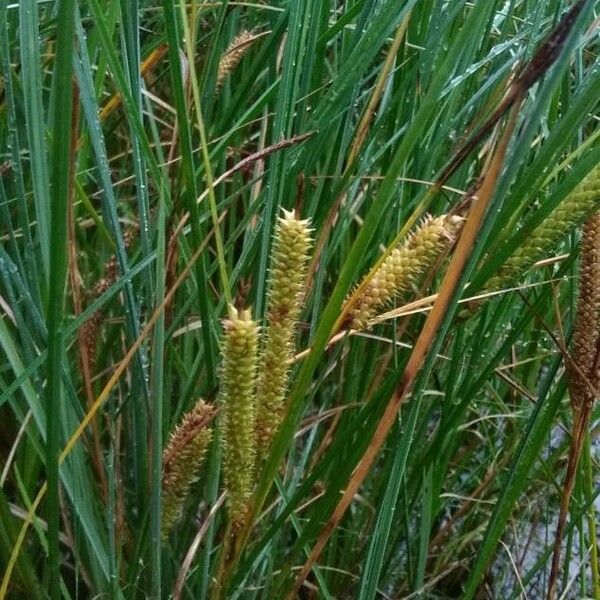 Carex rostrata Fiore