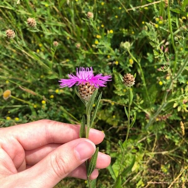 Centaurea jacea Flor