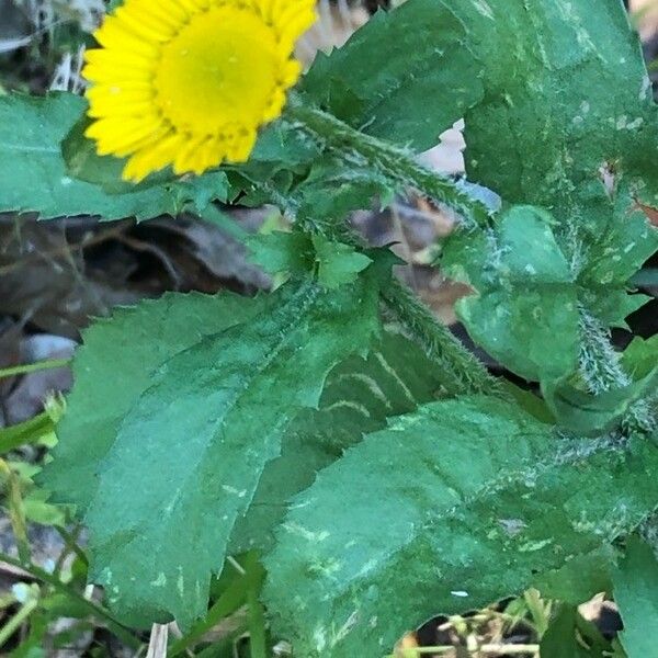 Pulicaria vulgaris Blad