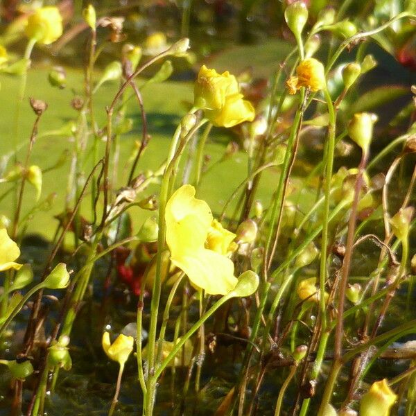 Utricularia gibba Vekstform