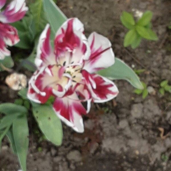 Tulipa agenensis Flower