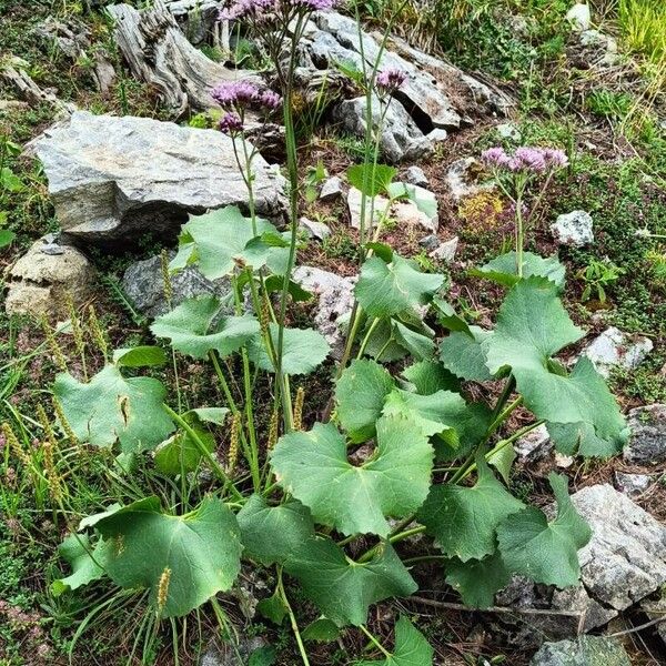 Adenostyles alpina Hàbitat