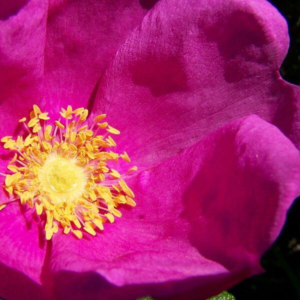 Rosa rugosa ফুল