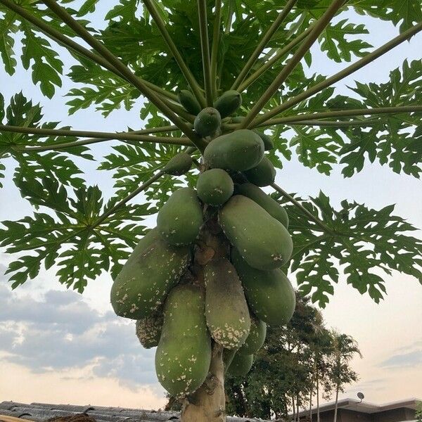 Carica papaya 葉