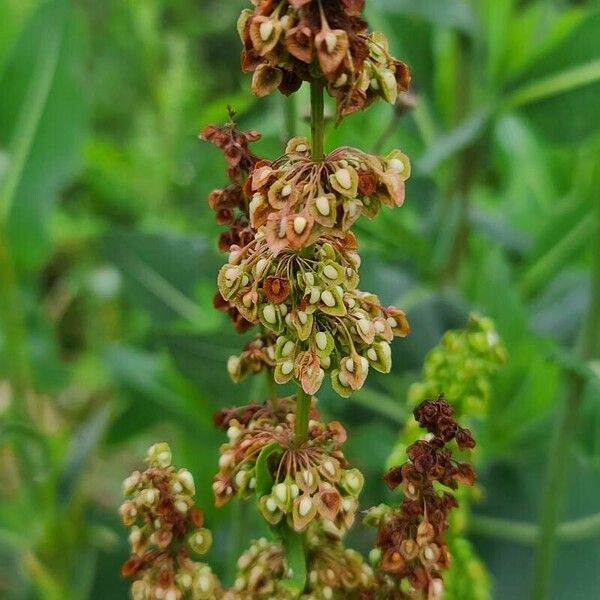 Rumex longifolius फल