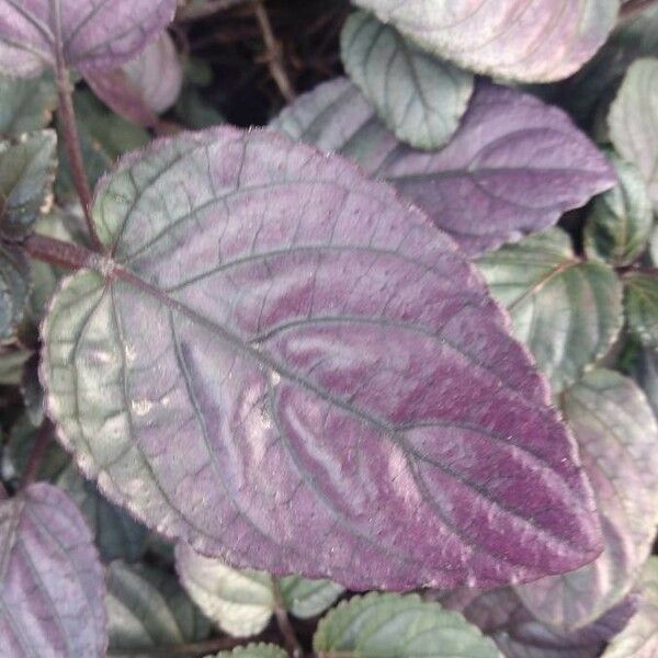 Strobilanthes alternata 葉