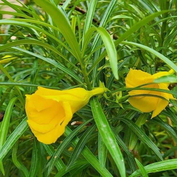 Cascabela thevetia Fleur