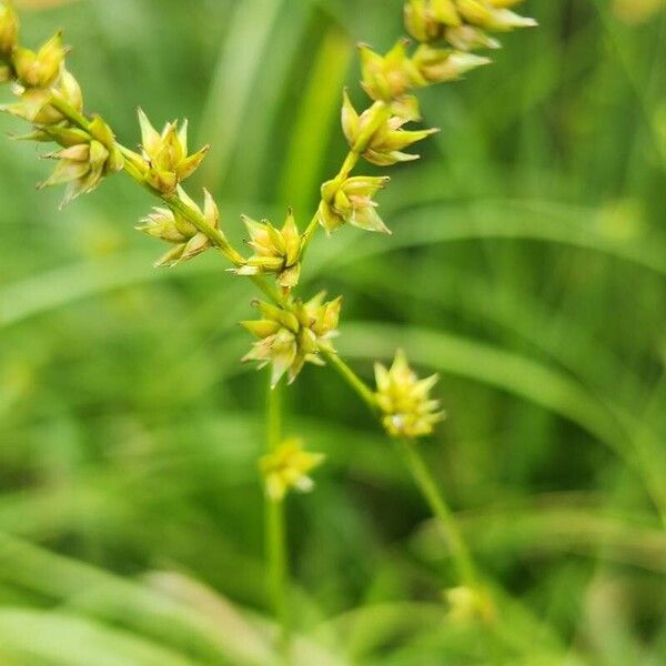 Carex echinata Virág