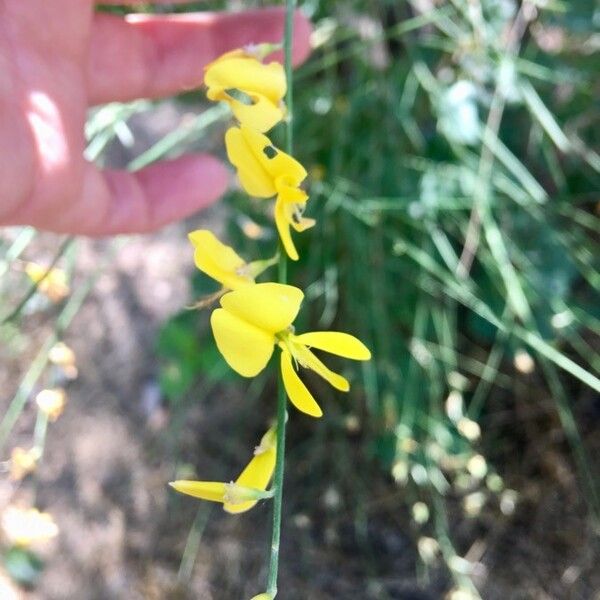 Spartium junceum Fleur