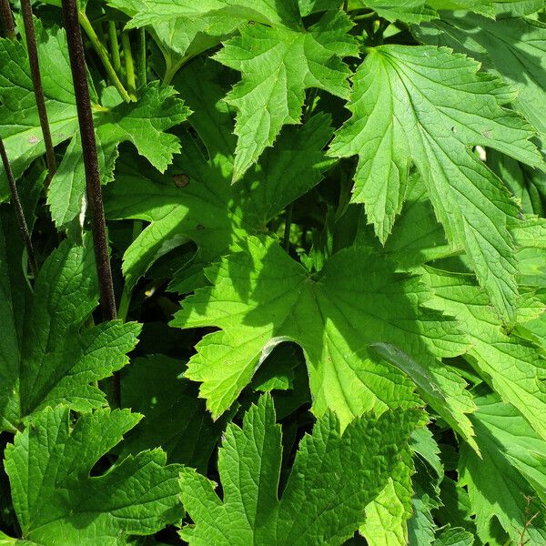 Eriocapitella hupehensis Leaf