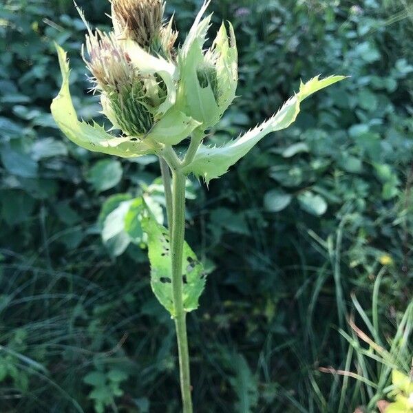 Cirsium oleraceum Blomma