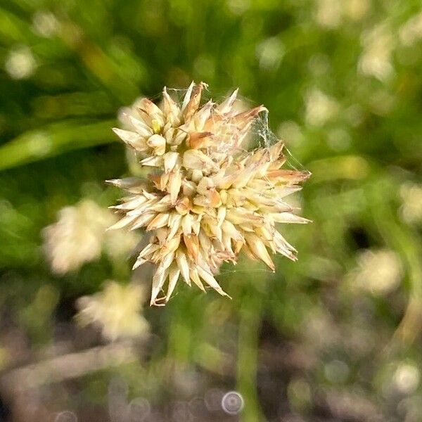 Rhynchospora alba Flower