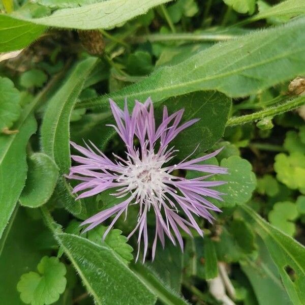 Centaurea napifolia Blomst