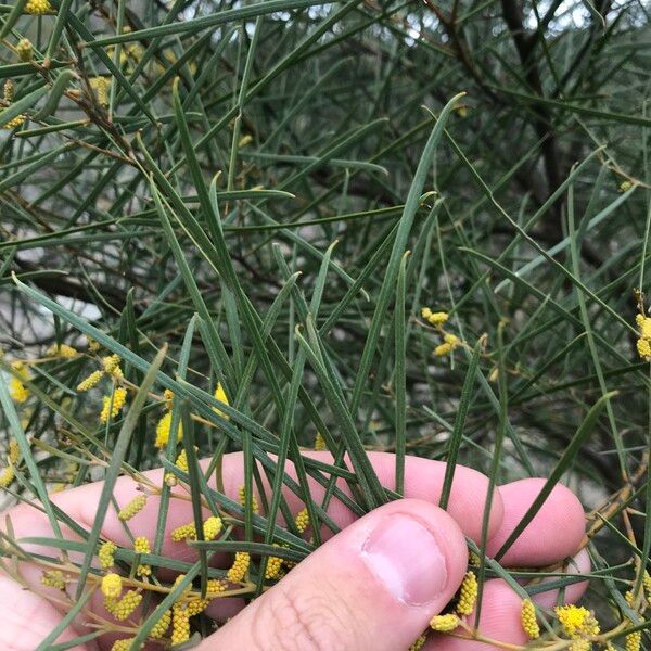 Acacia doratoxylon Folha