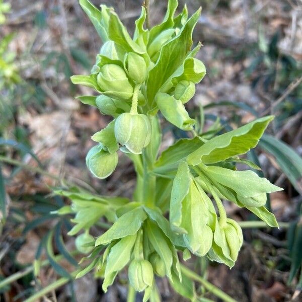 Helleborus foetidus Blomma