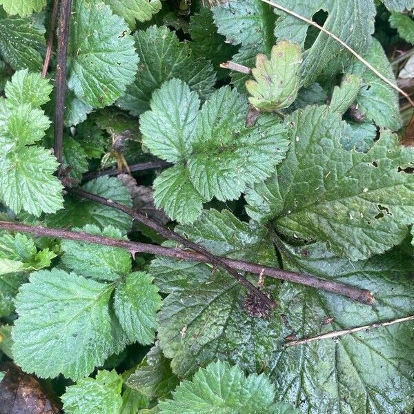 Geum urbanum Leaf