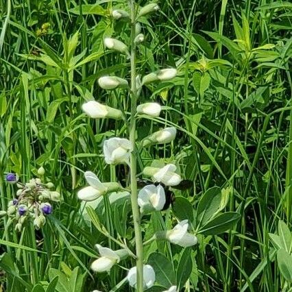 Baptisia alba Flower