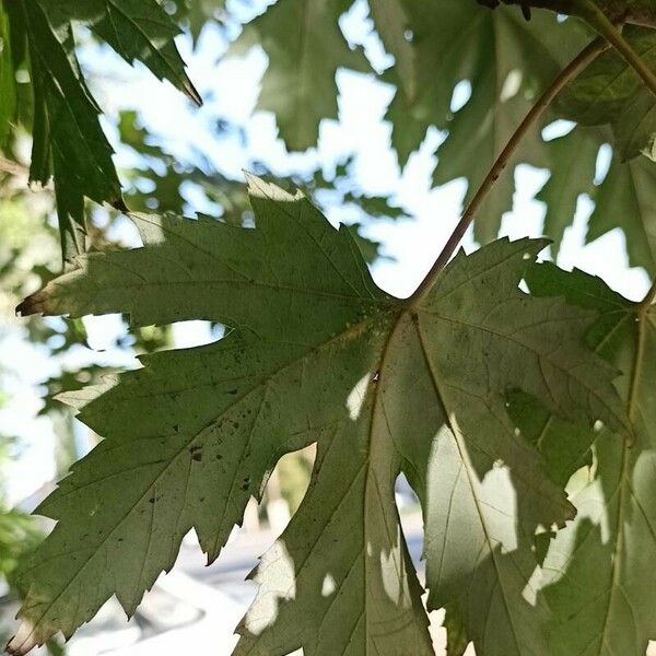 Acer saccharinum Folio