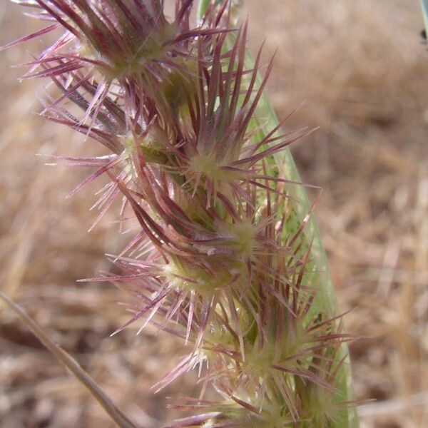 Cenchrus biflorus Fruit