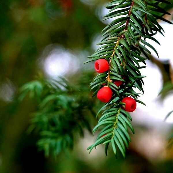 Taxus baccata Листок