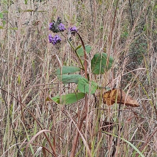 Wigandia urens Flor