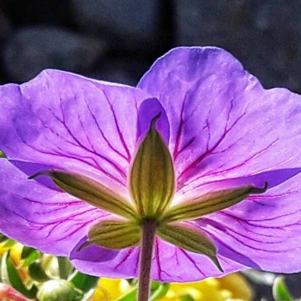 Geranium sylvaticum Квітка