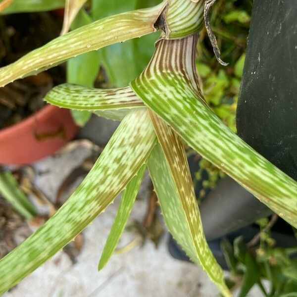 Aloe inamara Lapas
