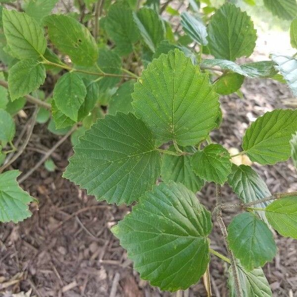 Viburnum dentatum Liść