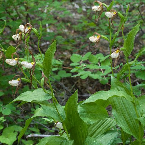 Cypripedium montanum Habit