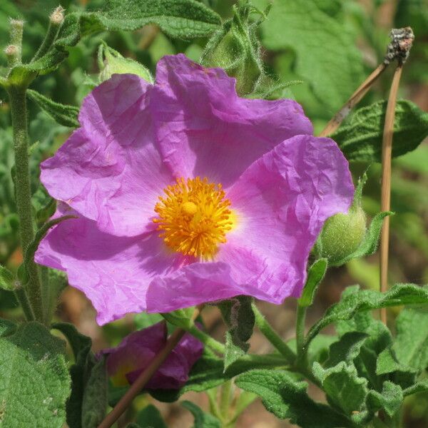 Cistus crispus 花