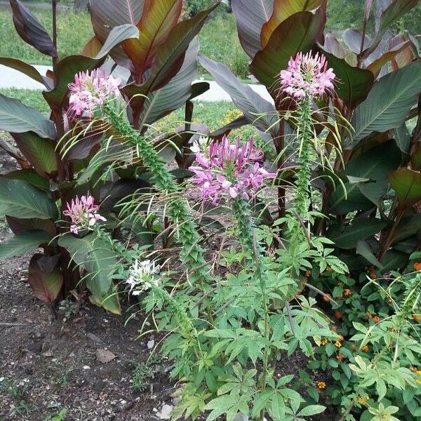 Cleome houtteana 花